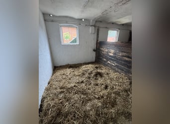 Box frei-Vollpension-Reitanlage Pension Einsteller