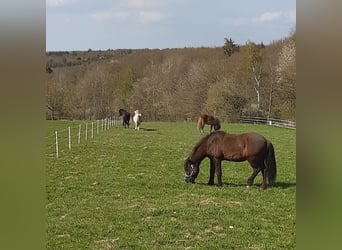 Box für Kleinpferdwallach/Isländer 