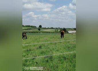 Box für Pferd an