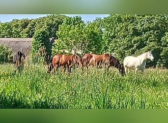 Box für (Rentner) Pony auf privatem Hof an der Nordsee frei