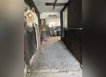 Box in kleiner privater Stallgemeinschaft frei