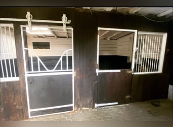 Box in kleiner privater Stallgemeinschaft frei