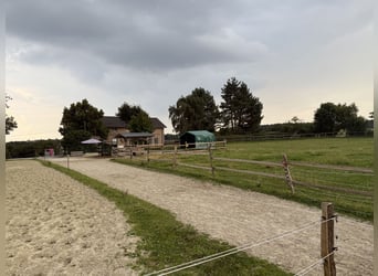 Box in kleiner privater Stallgemeinschaft frei