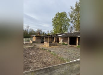 Box und Offenstall Plätze frei