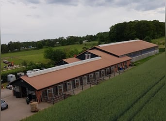 Boxen auf schöner Reitanlage frei