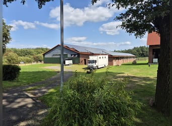 Boxen frei (>16qm) Vollpension o. Selbstversorger