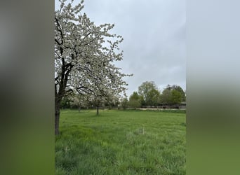 BOXEN FREI!