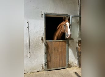 BOXEN FREI!