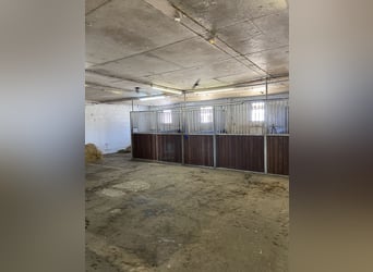 Boxen frei! Liebevoll geführter kleiner Stalltrakt in Neuenhagen 