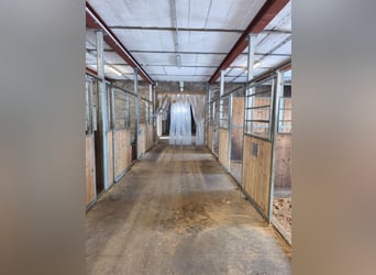 Boxen frei - tolles Ausreitgelände und viele Trainingsmöglichkeiten