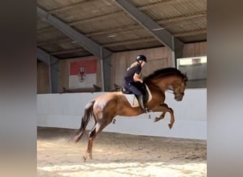 BOXEN ZU VERPACHTEN, min. 4 Boxen max. eine ganze Stallgasse bis zu 18 Boxen