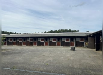BOXEN ZU VERPACHTEN, min. 4 Boxen max. eine ganze Stallgasse bis zu 18 Boxen