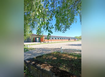 Boxenplatz ab Juli frei