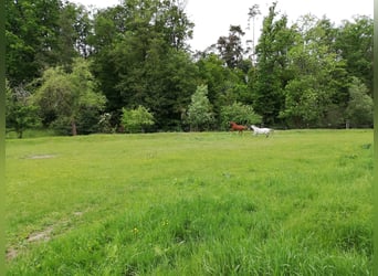 Boxenplatz im Selbstversorgerstall - Tagsüber ganzjährig Koppel