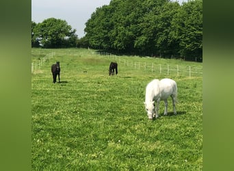 🔥 DER ORT, AN DEM DEIN PFERD RUHE FINDEN KANN – NICHT NUR EIN UNTERSTAND. 🔥