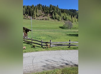 Einstellplatz am Bauernhof frei!
