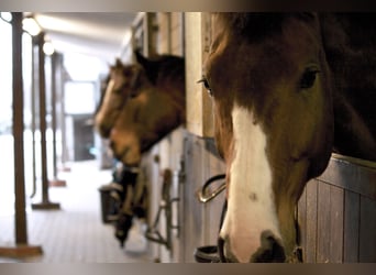 Einzelboxen oder Boxentrakt (ab 1.1.2026) auf ***Top Reitsportanlage ***