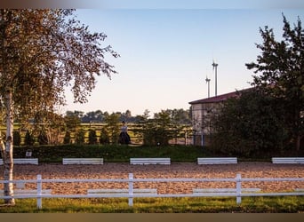 Einzelboxen oder Boxentrakt (ab 1.1.2026) auf ***Top Reitsportanlage ***