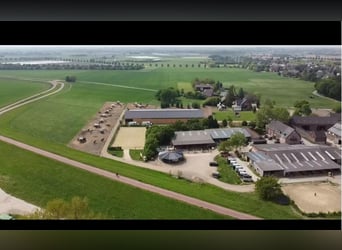Freie Boxen in schön gelegenem Stall in Meerbusch-Nierst