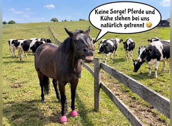 Freie Pferdeboxen Rentnerplatz Beistellplatz 24/7 Heu ganztägiger Weidegang 47475 Kamp-Lintfort :)