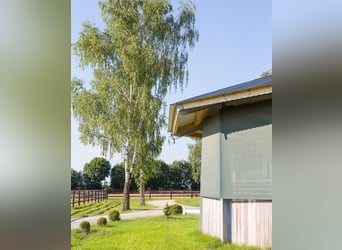 Gestüt Birkenhof - Freie Boxen - artgerechte Pferdehaltung & professioneller Beritt