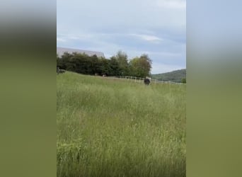 Große Außenbox frei