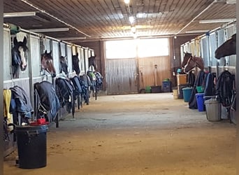 Große Innenboxen frei (4x4m) ab €400,- (tägl. Koppel bzw. Paddock bis zu 8 Std./Tag)