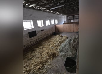 Große Pferdeboxen
