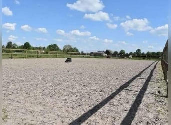 Große Ställe verfügbar – eigenständig und professionell Pferde halten