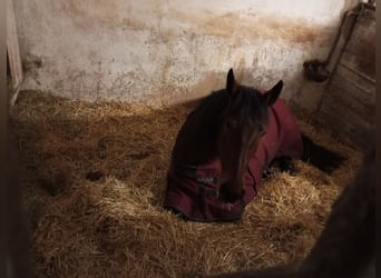 Harmonische Herdenhaltung mit nachts Einzelboxen 
