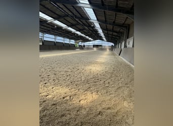 Luftige Aussenboxen in Vollpension 