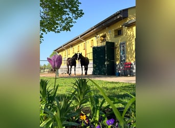 ⭐ Nachmieter gesucht: 2 Pferdeboxen ⭐ idyllischer Reitverein ⭐