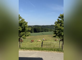 Nette kleine Stallgemeinschaft hat Boxen frei!