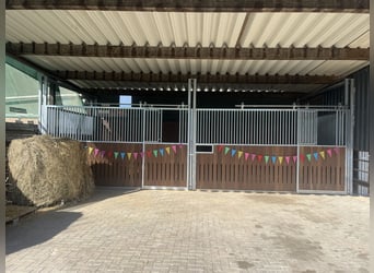 Neue Pferdeboxen mit langem Weide-/ Paddockgang und 24/7 Heu!!! Rentner Pferde Ponys Beisteller :)