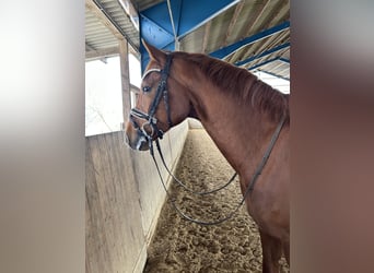 Paddockbox auf ruhiger Reitanlage