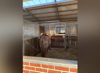 Pferdebox auf Top Anlage