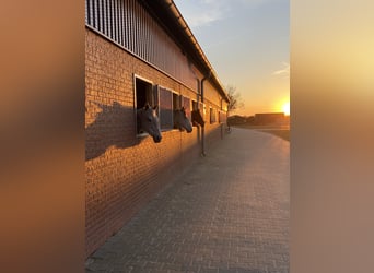 Pferdebox auf Top Anlage