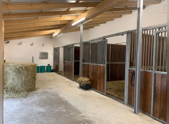 Pferdebox frei für Wallach 
