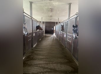 Pferdebox frei in moderner  Reitanlage im Allgäu 