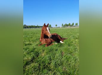 Pferdebox in Münster-Roxel zu vermieten 