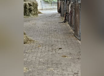 Pferdebox zu vermieten