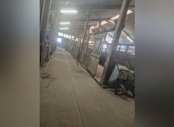 Pferdeboxen frei