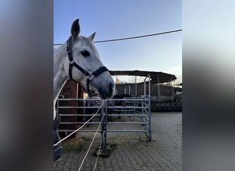 Pferdeboxen in 74211 zu vermieten- Ideal für Springreiter 