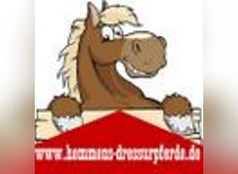 PLZ 49624 * gegen Hilfe n.A. BOX für ZUCHTSTUTE / RENTNER