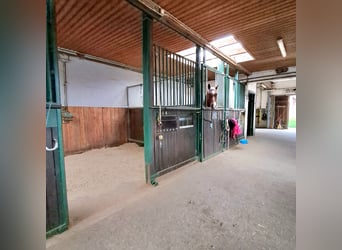 Reitstall Hohenhorn Boxen frei Stalltrakt frei