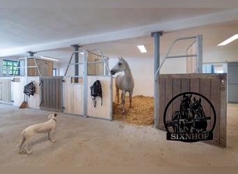Reitstall, Pferdestall, Stalltrakt, Pferdeboxen, mieten, pachten