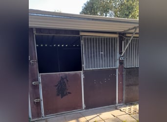 Schöne luftige  Pferdebox  frei