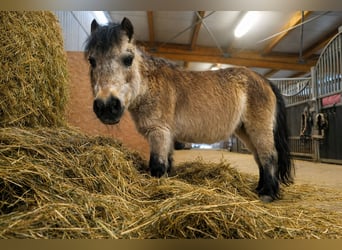 Shettys gesucht - Chaos auf kurzen Beinen willkommen! 