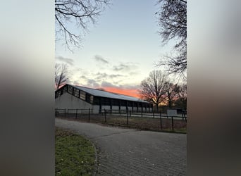Springpferde Stall hat Boxen frei