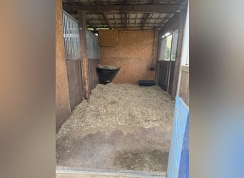 STALLPLÄTZE FREI – RUHIGER, GRÜNER STALL MIT PADDOCKS 🌿 Alles neu macht der Mai 🍃